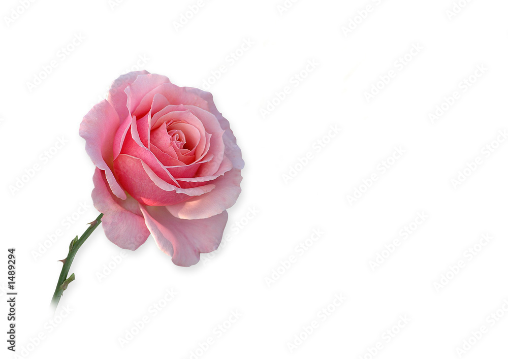 rose rosa