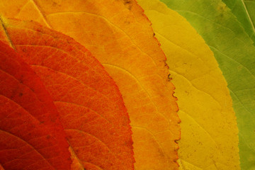 autumn leaf palette