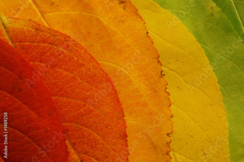 Fotótapéta autumn leaf palette