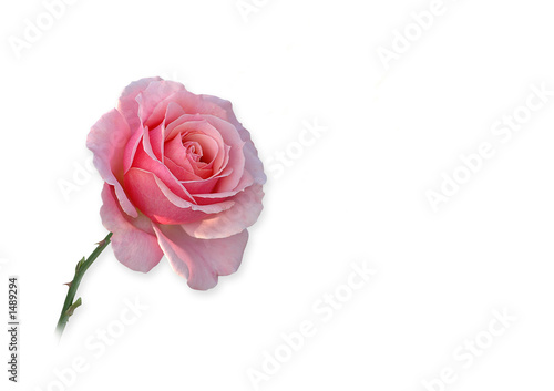 rose rosa