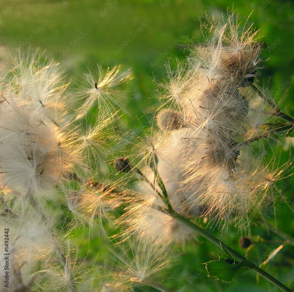 fluffty thistle blow-balls fluffty thistle blow-balls