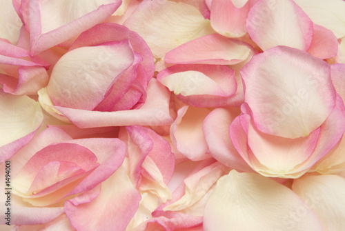 Fototapeta Naklejka Na Ścianę i Meble -  rose petals
