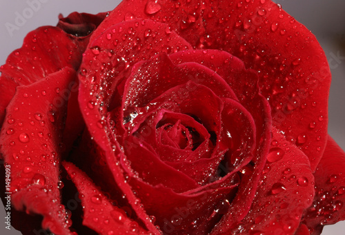 Fototapeta Naklejka Na Ścianę i Meble -  fresh red  rose