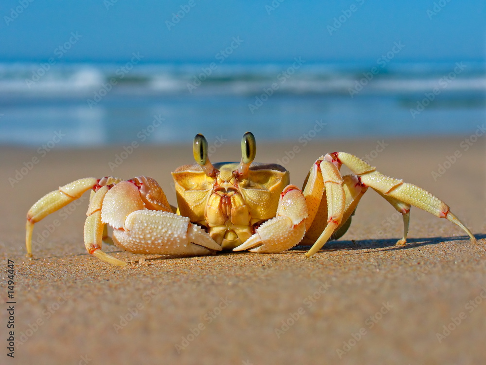 sand crab - obrazy, fototapety, plakaty 
