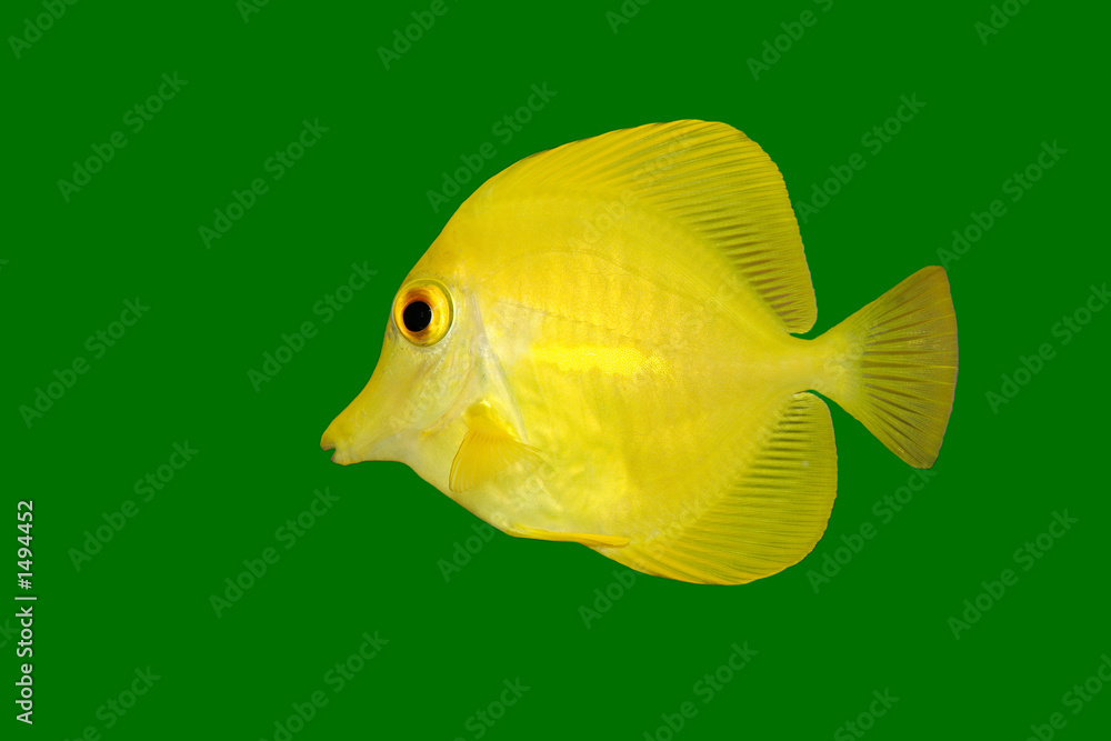 yellow fish on green yellow fish on green