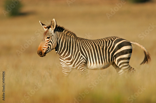 cape mountain zebra