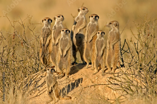 Fotografiet suricate family