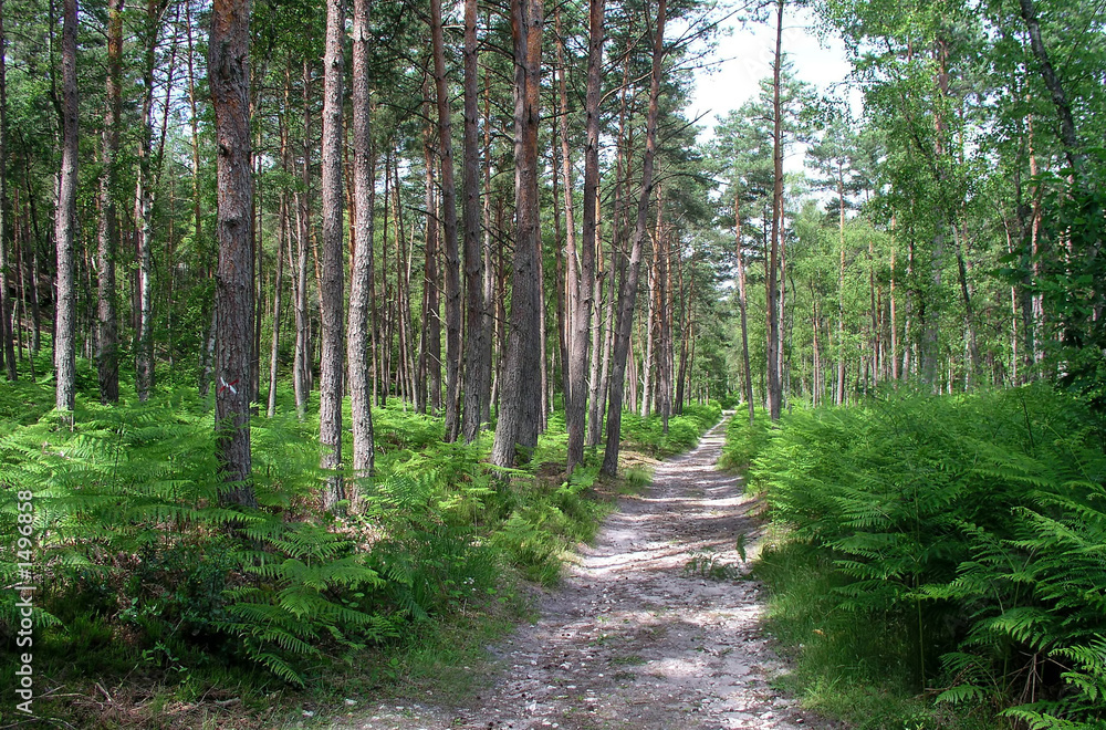 forêt forêt