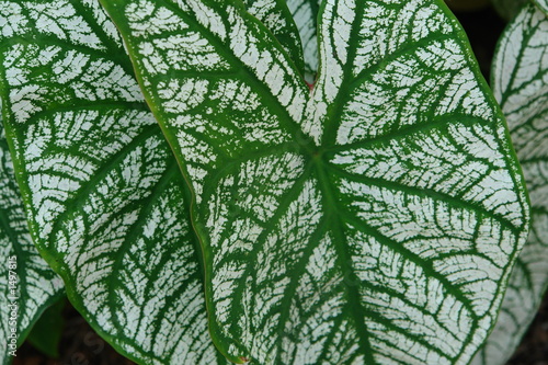 leaves...