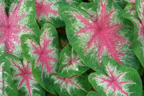 pink veins...