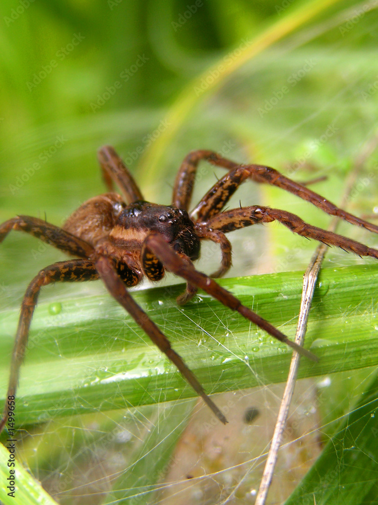spider spider