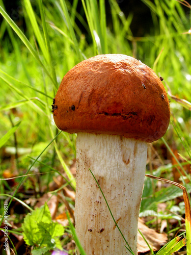 mushroom     aspen mushroom    forest