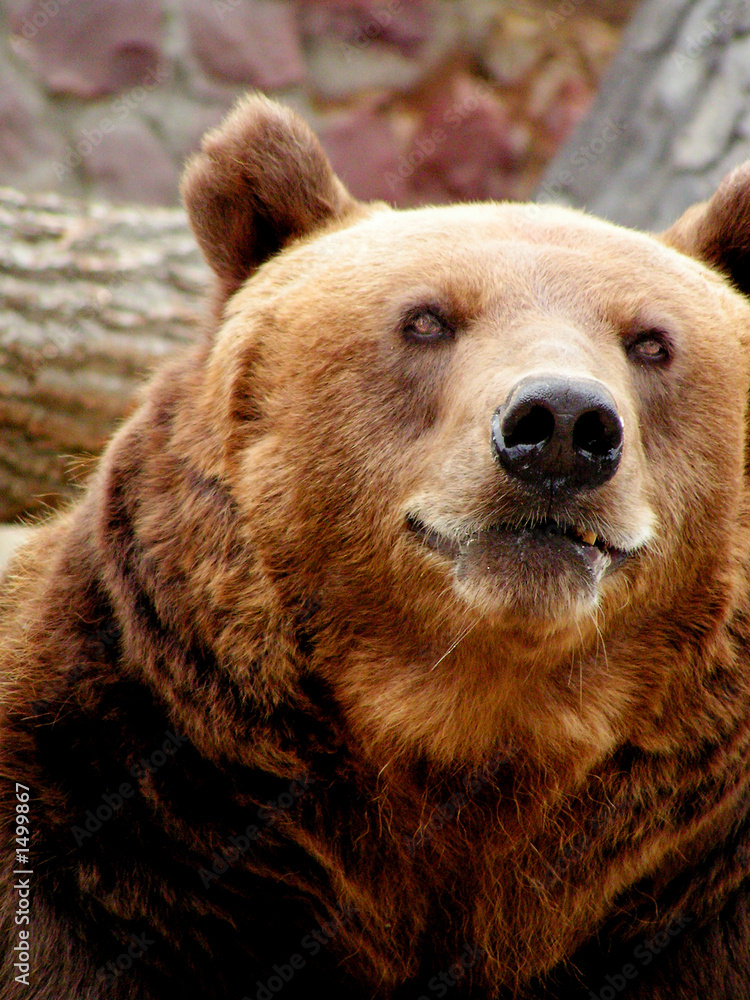 Obraz premium russian bear