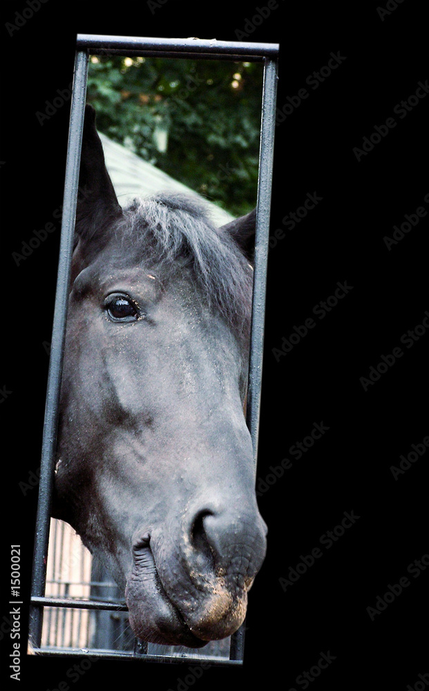 horse farm animal