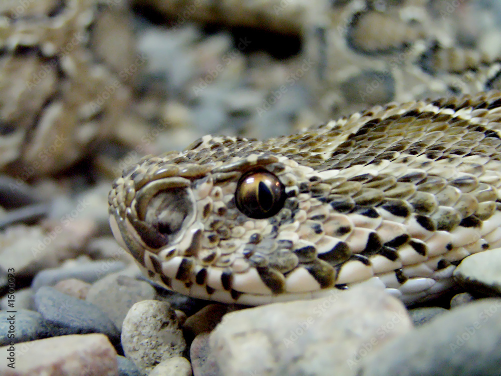 serpent snake asp serpent snake asp