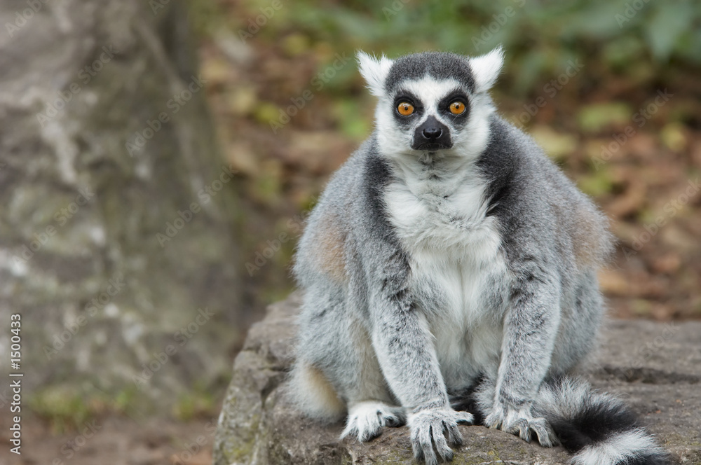 Fototapeta premium ring tailed lemur