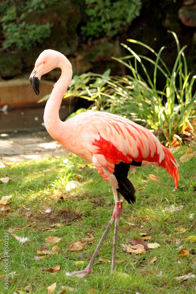 flamant rose flamant rose
