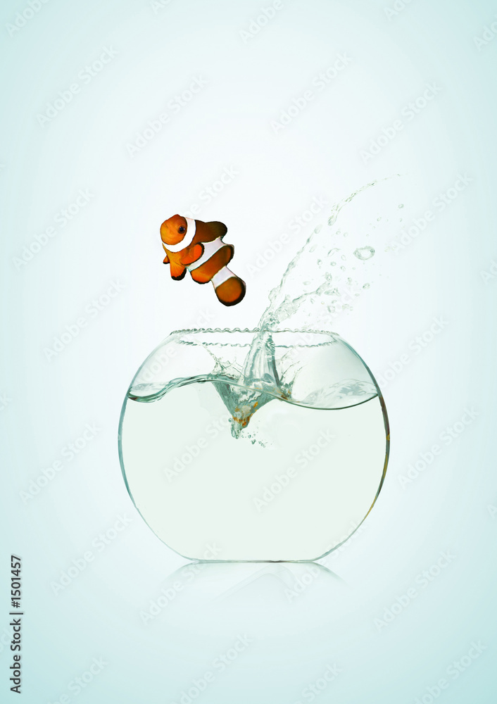 poisson clown dans un bocal poisson clown dans un bocal