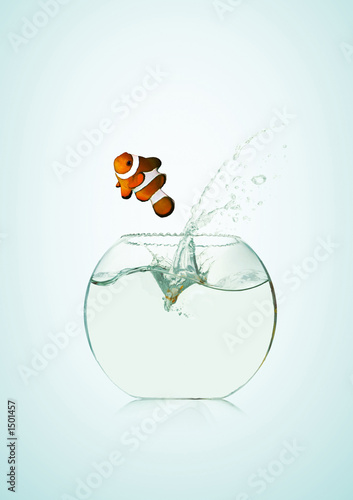 poisson clown dans un bocal