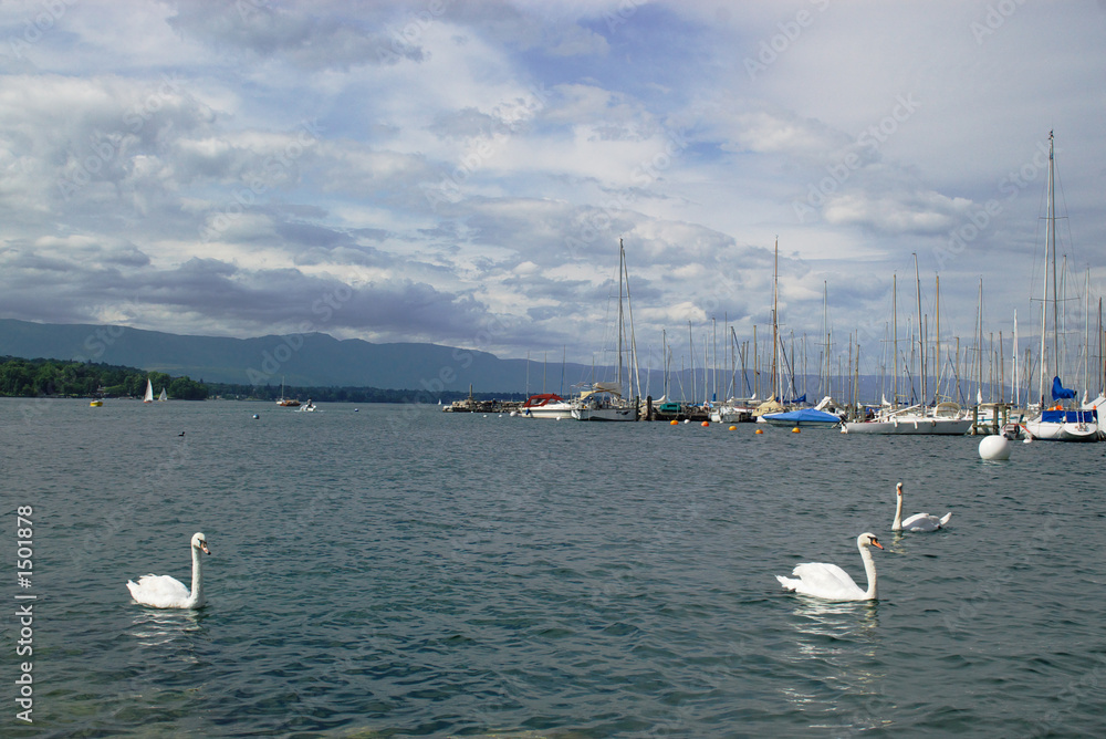 Obraz premium yachts and tree white swans