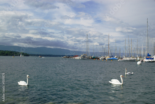 yachts and tree white swans