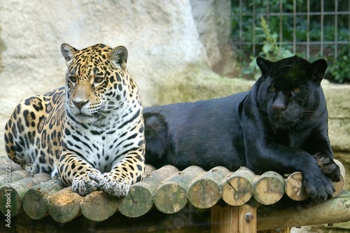 deux jaguars