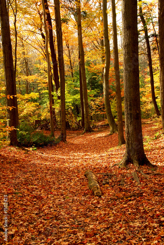 fall forest landscape