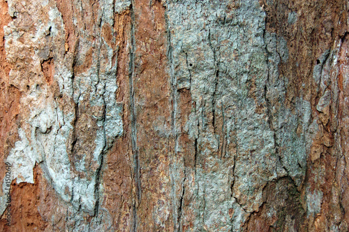 brown bark of a tree
