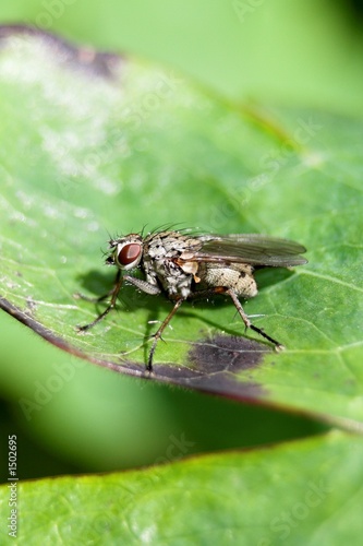 cabbage fly on leaf