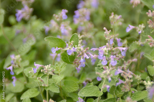 catnip (nepeta cataria)
