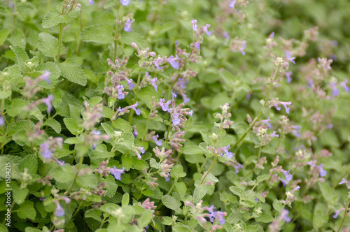 catnip (nepeta cataria)