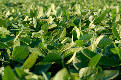soy bean farming