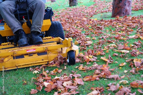 fall leaves