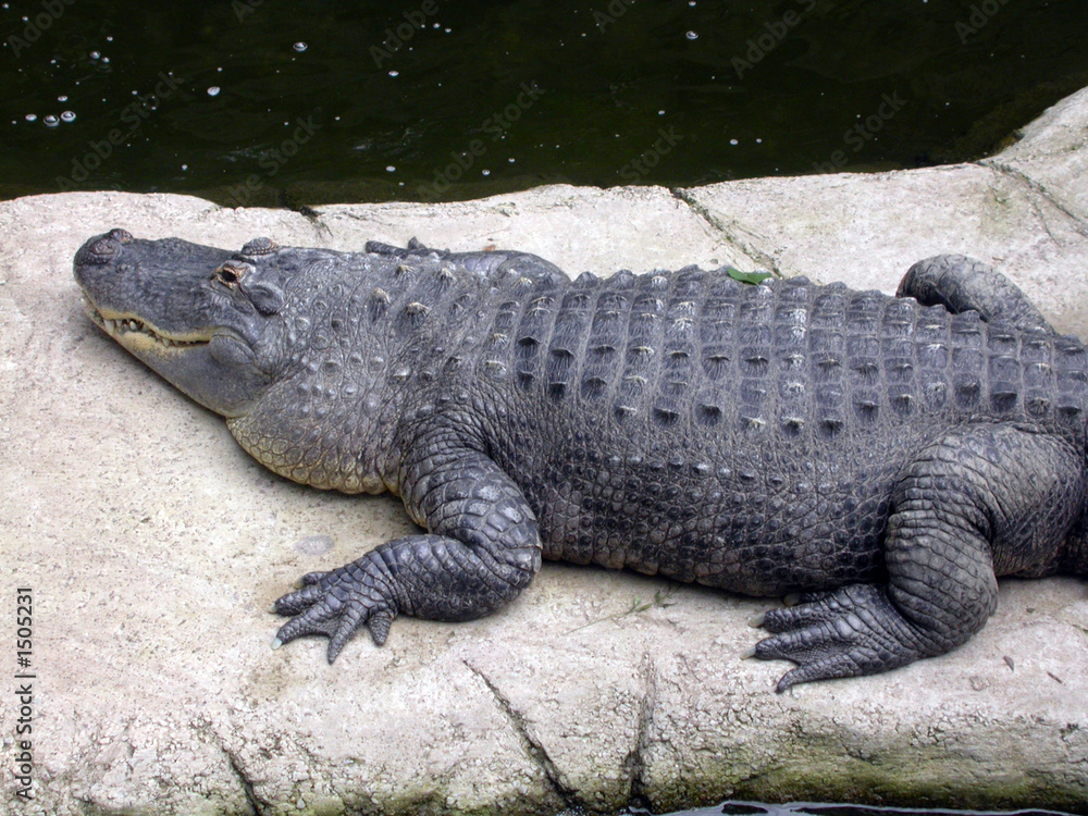 alligator on the rocks alligator on the rocks