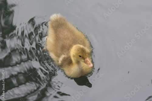 patito feo photo