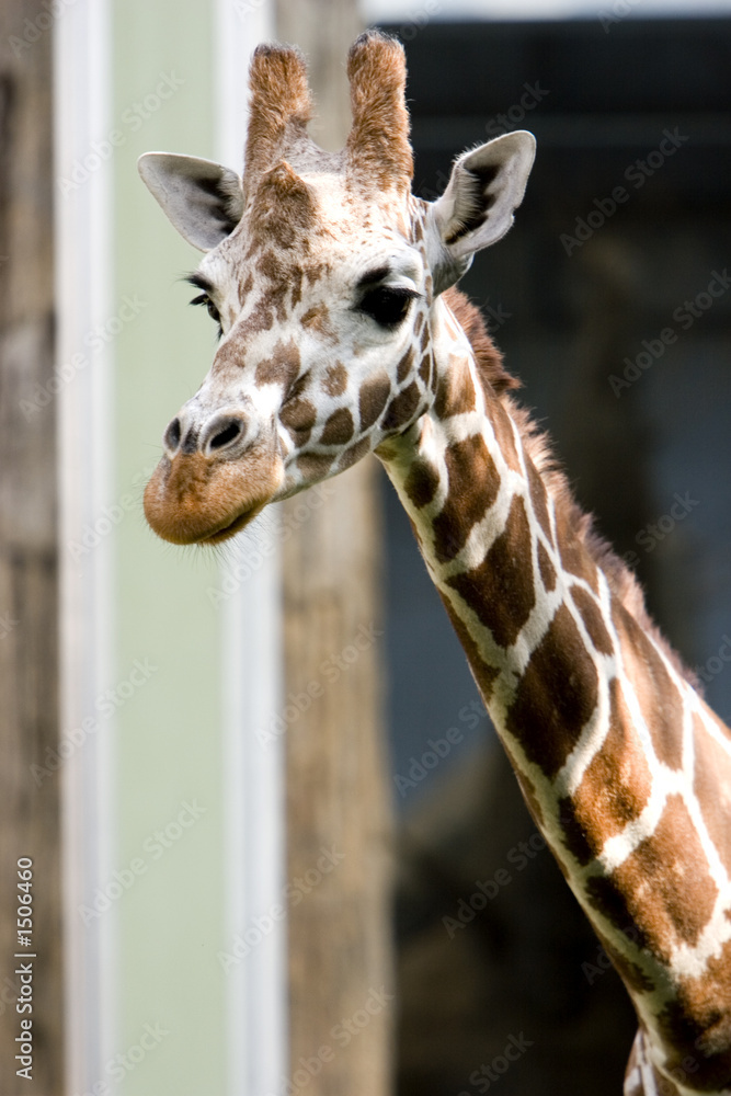 Obraz premium giraffe looking over