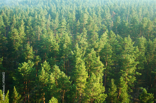 pine tree forest from above (aerial) 2785 © jazzid