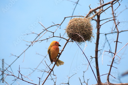 exotic bird