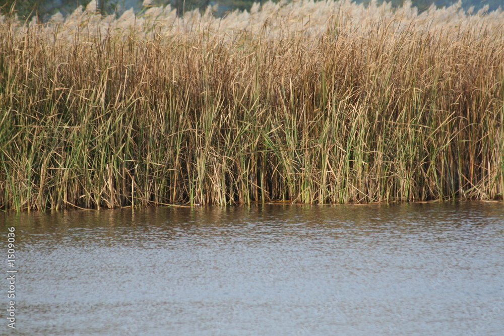 grass and water