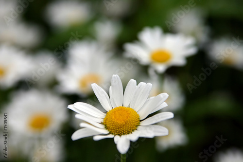 camomile