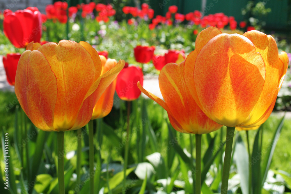 Fototapeta premium tulip detail