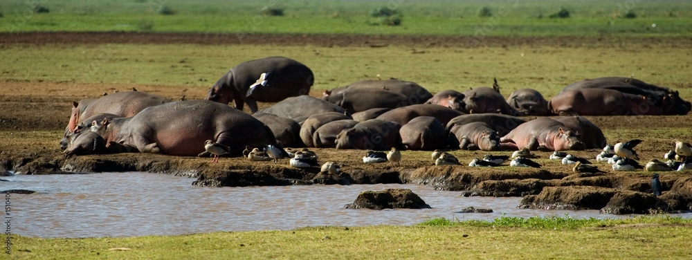 Obraz premium hippopotamus