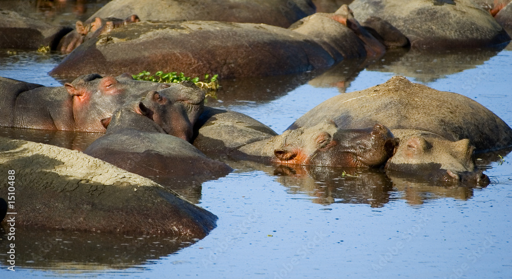 Fototapeta premium hippopotamus