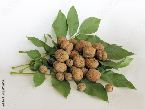 walnuts on walnuts leaves