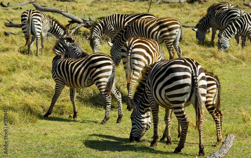 zebras