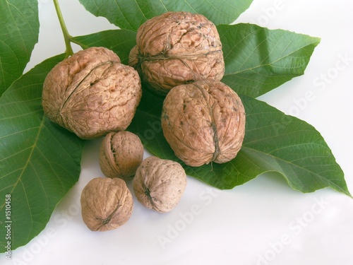 big and small walnuts on walnut leaves