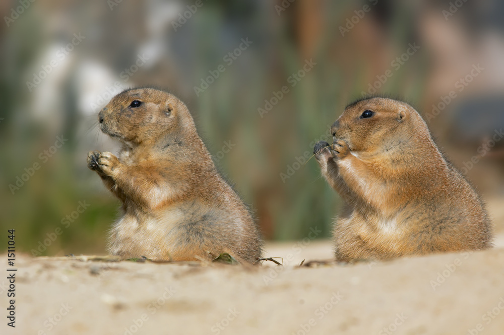 prairie dog