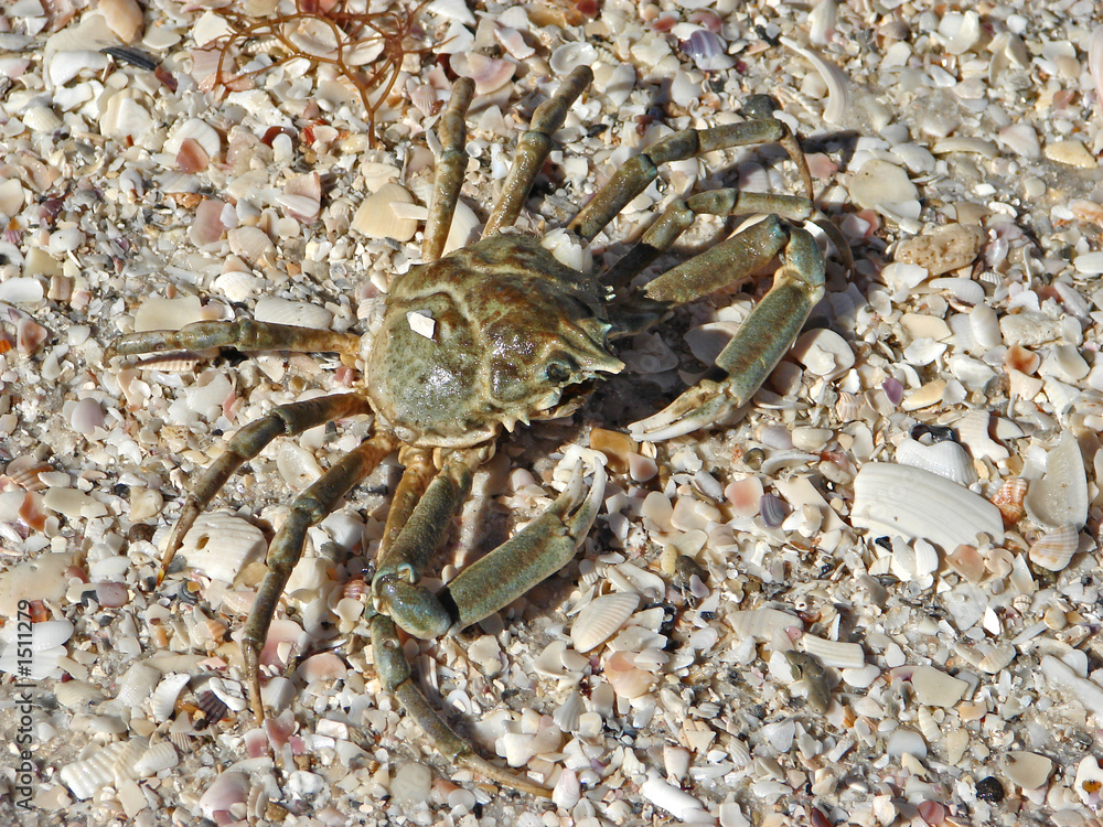 spider crab