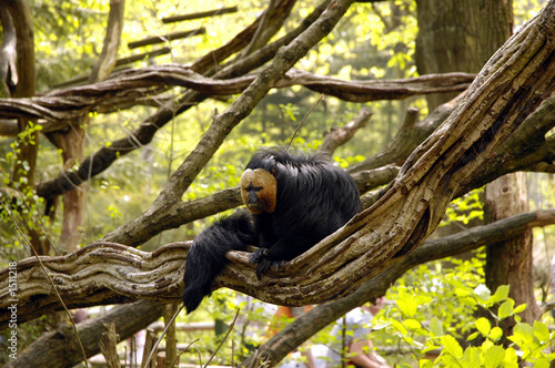 Photography white faced saki