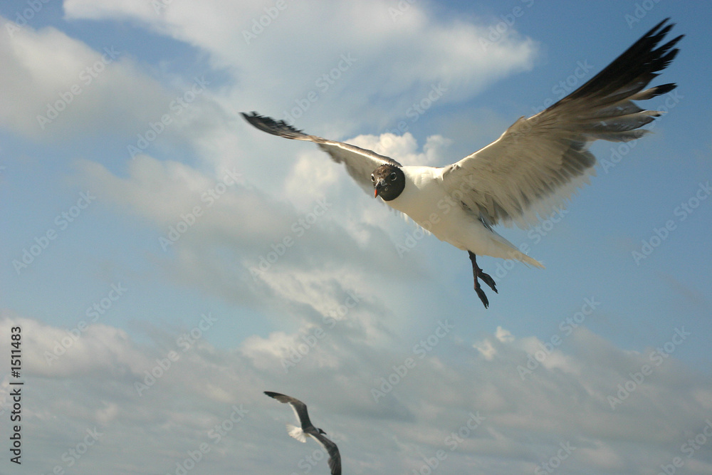 Fototapeta premium flying